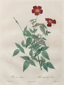Die Rosen: Rosa indica