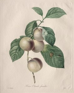 Reine-Claude-Pflaume