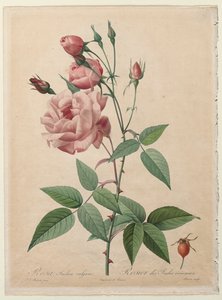 Die Rosen: China- oder Bengal-Rose von Henry Joseph Redouté