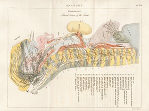 Seitlicher Schnitt des Rumpfes - Neurologie