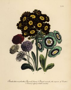 Burnards Formosa, Primula Elatior Polyanthus, Eroberer von Europa Aurikel, Primula Aurikel und Gemeine Primel (Chromolithografie)