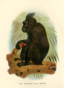 Der Celebeanische Schwarze Pavian von Henry Ogg Forbes