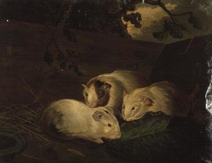Primitive Studie von Meerschweinchen