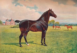 Hackney-Ponyhengst Berkeley Model, um 1900