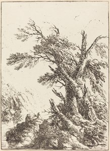 Landschaft mit alten Bäumen am Wasser