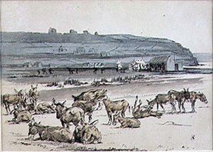 Esel auf dem Golfplatz, Illustration aus der Zeitschrift 