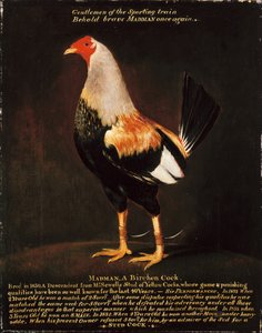 Verrückter, ein Birkenhahn von Henry Thomas Alken