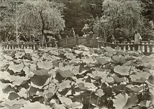 Ein Lotus-Teich, 1910