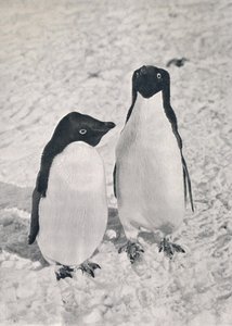 Ein Paar Adélie-Pinguine, ca. 1911, 1913 von Herbert Ponting