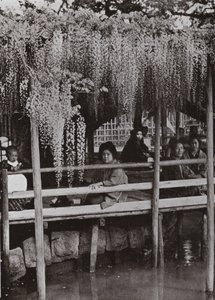 Ein Glyzinienlaubengang in Kameido von Herbert Ponting