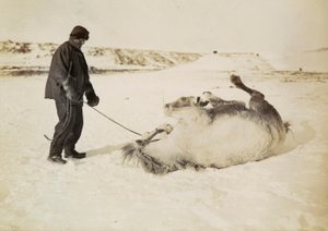 Ein Mann und sein Pferd im Schnee von Herbert Ponting