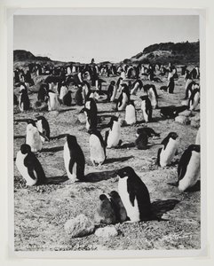 Adeliepinguine am Kap Royds von Herbert Ponting