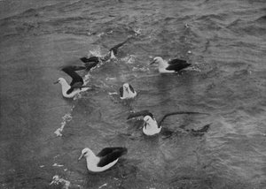 Albatrosse auf Nahrungssuche im Kielwasser der Terra Nova, ca. 1910-1913, 1913