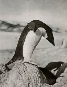 Ein Adeliepinguin kurz vor dem Tauchen, ca. 1910-1913, 1913