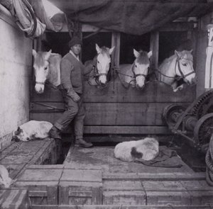 Captain Oates mit Ponys und Hunden auf See von Herbert Ponting