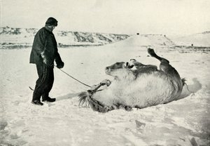 Cherry-Garrard gibt seinem Pony Michael eine Rolle im Schnee, ca. 1911, 1913 von Herbert Ponting