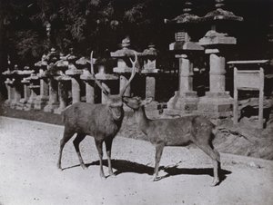 Hirsche, eine Studie in Nara von Herbert Ponting