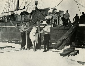 Entladen der Ponys, ca. 1910-1913, 1913