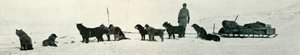 Hunde mit Vorräten, die Hut Point verlassen, um 1911, 1913 von Herbert Ponting