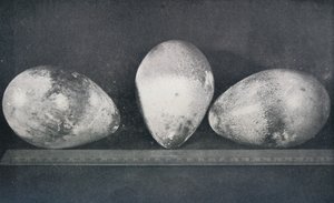 Kaiserpinguineier von Cape Crozier, 1911, 1913