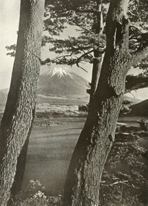 Fuji durch die Kiefern des Lake Motosu, 1910 von Herbert Ponting