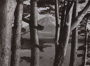 Fuji durch die Kiefern von Herbert Ponting
