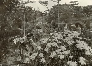In einem Irisgarten von Herbert Ponting