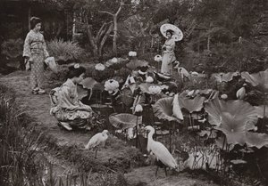 In einem Lotusgarten von Herbert Ponting