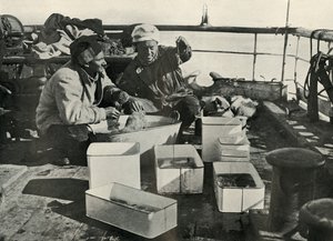 Lillie und Dr. Levick sortieren einen Schleppnetzfang, ca. 1910-1913, 1913
