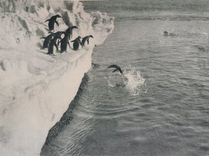 Pinguine tauchen, um 1911, 1913