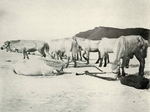 Ponys auf dem Meereis angebunden, um 1910-1913, 1913
