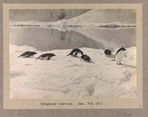 Sechs Adelie-Pinguine ruhen auf dem Eis von Herbert Ponting