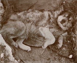 Stareek simuliert, um 1910-1913, 1913