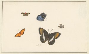 Fünf Schmetterlinge