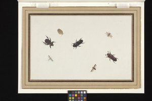 Studie von Käfern und Motten