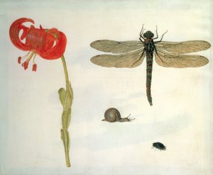 Studie einer roten Tigerlilie, einer Schnecke, eines Käfers und einer Libelle von Herman Henstenburgh