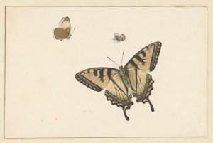 Drei Schmetterlinge von Herman Henstenburgh
