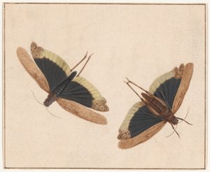 Zwei Heuschrecken von Herman Henstenburgh