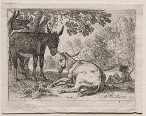 Tiere in Landschaften: Esel