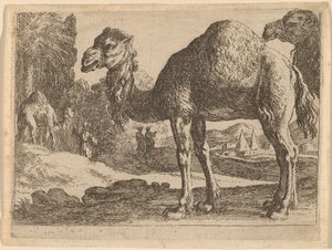 Kamele von Herman van Swanevelt