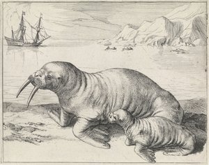 Walross bei Spitzbergen