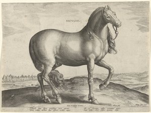 Pferd aus Sizilien