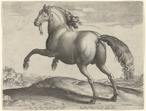 Pferd aus Spanien