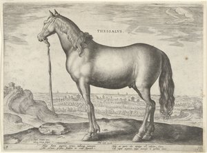 Pferd aus Thessalien
