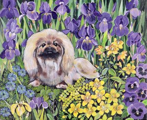 Peke im Blumenbeet von Hilary Jones