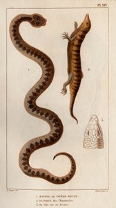 Aesping oder Rote Viper, Skink aus Apotheken, sein Kopf von oben gesehen. Fauna des Mdecins ou histoire des animaux et de leurs produits par Hippolyte Cloquet - Band 6 - 1825.