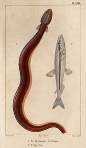 Elektrischer Gymnonote und Eperlan. Fauna der Ärzte oder Geschichte der Tiere und ihrer Produkte von Hippolyte Cloquet - Band 6 - 1825 von Hippolyte Cloquet