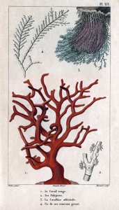 Der rote Koralle, seine Polypen, die Coralline officinale, ein grober Zweig. aus „Fauna der Docks oder Geschichte der Tiere und ihrer Produkte von Hippolyte Cloquet“ - Band 6 - 1825 von Hippolyte Cloquet
