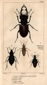 Der männliche Drachenflieger, natürliche Größe, die Reduve-Maske, die gemeine Blaps, der Proscarabeus Meloe in Fauna der Ärzte oder Geschichte der Tiere und ihrer Produkte von Hippolyte Cloquet - Band 6 - 1825