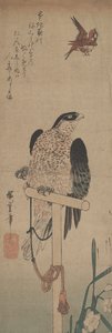 Falke auf der Stange, Spatz und Narzisse